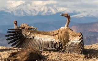 What are some interesting facts you know about animals?