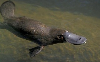 What facts about animals do you know that will surprise me?