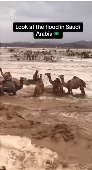What are some surprising things you probably didn't know about Dubai?-第14张图片
