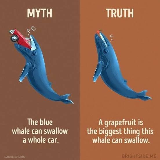 Can you share any interesting facts everyone should know?-第4张图片